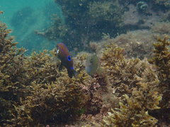 Prionurus maculatus