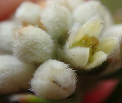 Phylica imberbis eriophoros