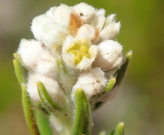 Phylica imberbis eriophoros