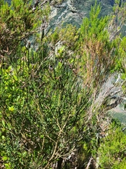 Cytisus scoparius image