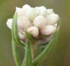 Phylica imberbis eriophoros