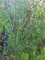 Cytisus scoparius image