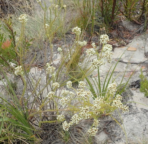 Image of Selago dolosa by (c) Nicola van Berkel, some rights reserved (CC BY-SA)