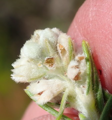 Phylica imberbis eriophoros