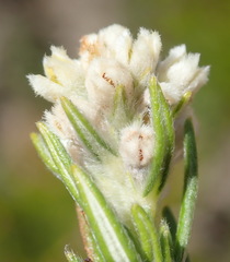 Phylica imberbis eriophoros