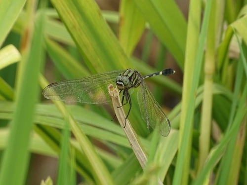 Slender Skimmer