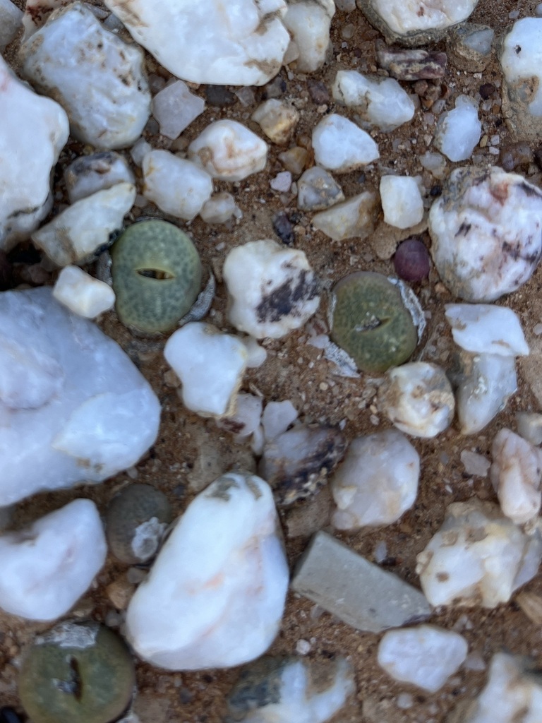 Conophytum subfenestratum, West Coast, ZA-WC, ZA