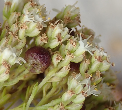 Image of Selago dolosa by (c) Nicola van Berkel, some rights reserved (CC BY-SA)