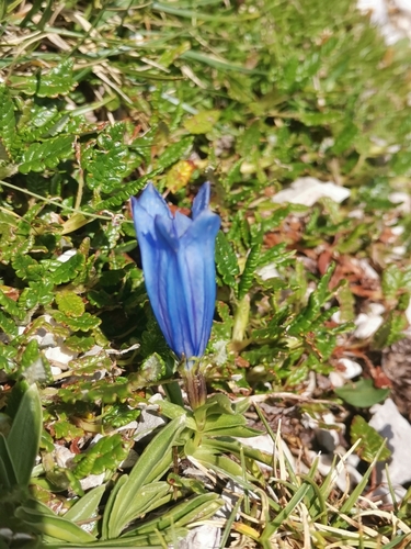 Image of Gentiana froelichii by (c) Ljaž, some rights reserved (CC BY)