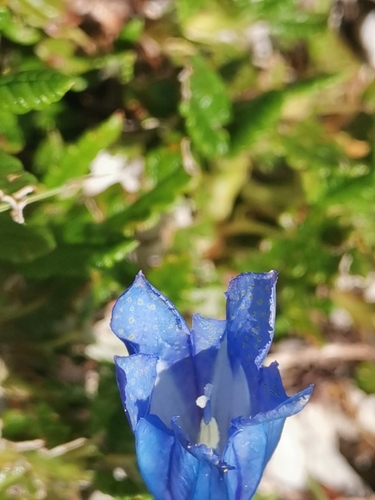 Gentiana froelichii, photograph 6