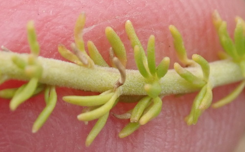 Image of Selago dolosa by (c) Nicola van Berkel, some rights reserved (CC BY-SA)