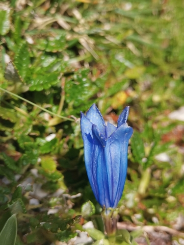 Image of Gentiana froelichii by (c) Ljaž, some rights reserved (CC BY)