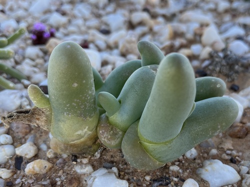 Image of Mesembryanthemum digitatum by (c) Charleen Brunke, some rights reserved (CC BY)