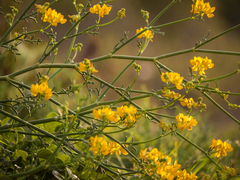 Coronilla juncea