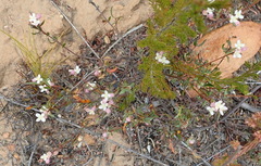 Lachnaea burchellii