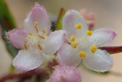 Lachnaea burchellii