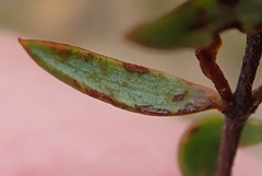 Lachnaea burchellii