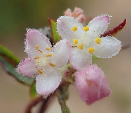Image of Lachnaea burchellii by (c) Nicola van Berkel, some rights reserved (CC BY-SA)