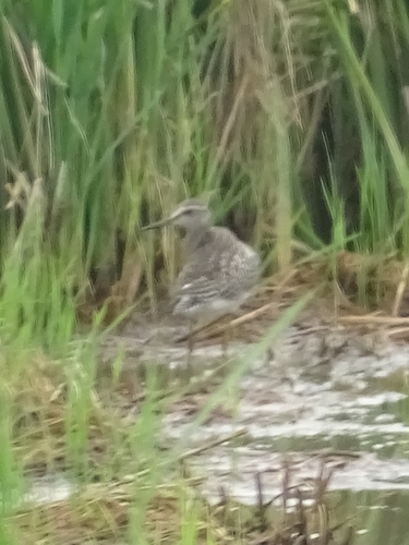 Wood Sandpiper