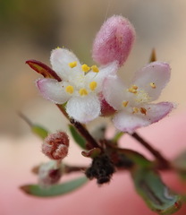 Lachnaea burchellii