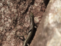 Cryptoblepharus litoralis