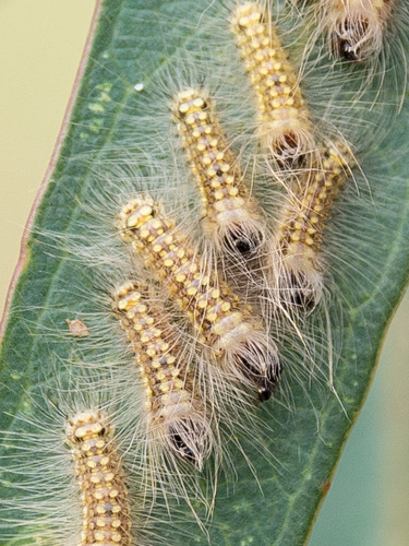 Gum Leaf Skeletoniser photo 5