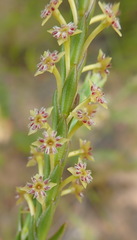 Struthiola parviflora
