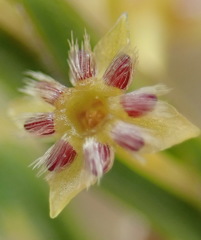 Struthiola parviflora