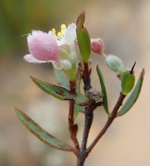 Lachnaea burchellii
