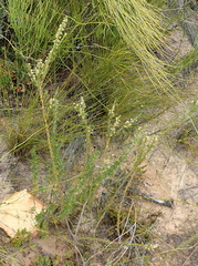 Struthiola parviflora