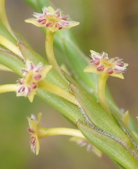 Struthiola parviflora
