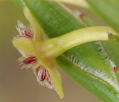 Struthiola parviflora