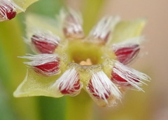 Struthiola parviflora