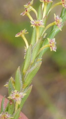 Struthiola parviflora