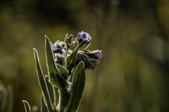 Cynoglossum creticum