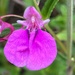 Chinese Impatiens - Photo (c) Jianstargazer, some rights reserved (CC BY-NC), uploaded by Jianstargazer