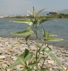 Atriplex aucheri