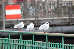 Chroicocephalus ridibundus