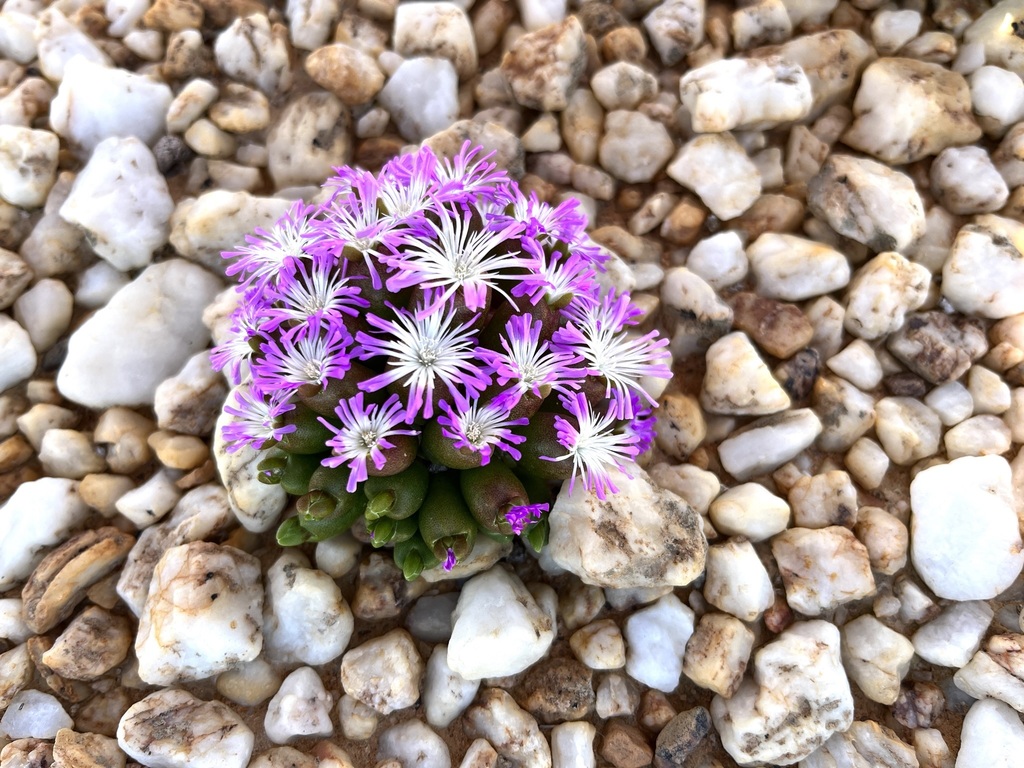 Oophytum oviforme, West Coast, ZA-WC, ZA
