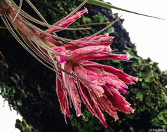 Tillandsia gardneri