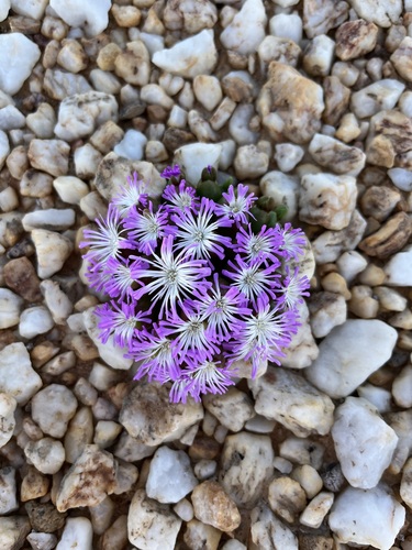 Image of Oophytum oviforme by (c) Charleen Brunke, some rights reserved (CC BY)