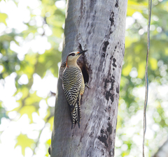 Melanerpes superciliaris