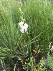 Gladiolus ferrugineus