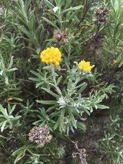 Helichrysum splendidum
