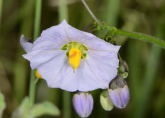 Solanum umbelliferum