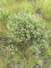 Helichrysum splendidum