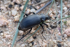 Calosoma maderae