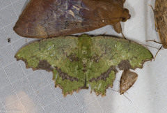 Paramaxates posterecta