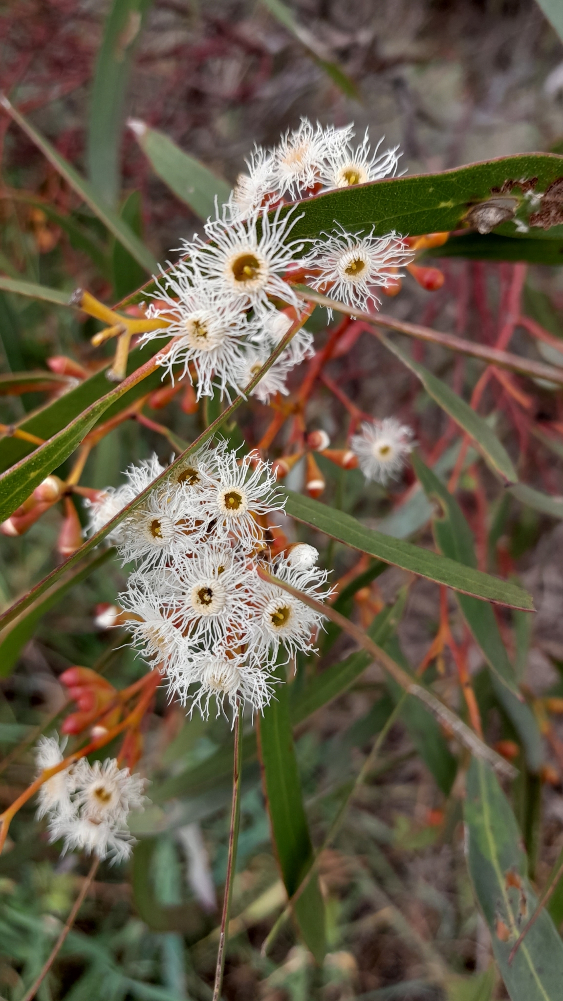 Eucalyptus gracilis