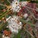 Eucalyptus gracilis - Photo (c) margmcd, algunos derechos reservados (CC BY-NC)